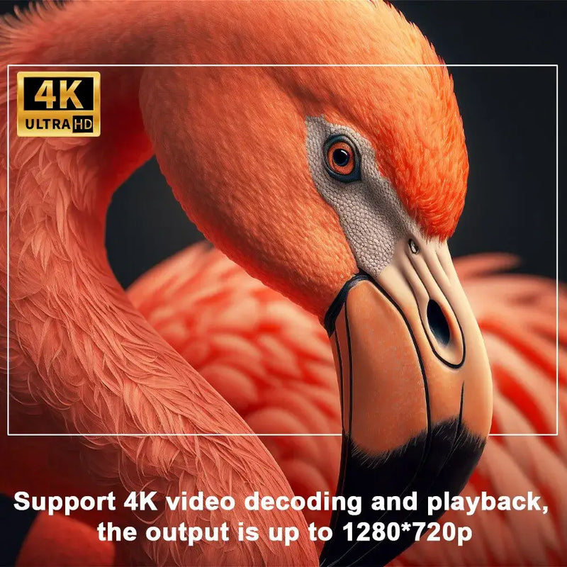 Vibrant orange flamingo close-up profile for Magcubic System Android Optical Resolution projector